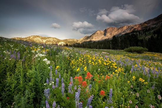 Premium Photographic Print, , large