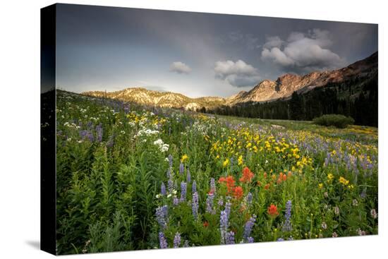 Stretched Canvas Print, , large