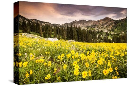 Stretched Canvas Print, , large