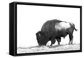 Line Art/Pen and Ink Illustration Style Image of American Bison (Buffalo) Skylined on a Ridge Again-photographhunter-Framed Stretched Canvas