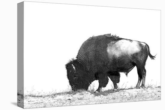 Line Art/Pen and Ink Illustration Style Image of American Bison (Buffalo) Skylined on a Ridge Again-photographhunter-Stretched Canvas