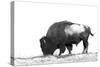Line Art/Pen and Ink Illustration Style Image of American Bison (Buffalo) Skylined on a Ridge Again-photographhunter-Stretched Canvas