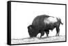 Line Art/Pen and Ink Illustration Style Image of American Bison (Buffalo) Skylined on a Ridge Again-photographhunter-Framed Stretched Canvas