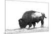 Line Art/Pen and Ink Illustration Style Image of American Bison (Buffalo) Skylined on a Ridge Again-photographhunter-Mounted Photographic Print