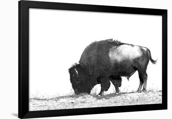 Line Art/Pen and Ink Illustration Style Image of American Bison (Buffalo) Skylined on a Ridge Again-photographhunter-Framed Photographic Print