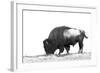 Line Art/Pen and Ink Illustration Style Image of American Bison (Buffalo) Skylined on a Ridge Again-photographhunter-Framed Photographic Print