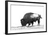 Line Art/Pen and Ink Illustration Style Image of American Bison (Buffalo) Skylined on a Ridge Again-photographhunter-Framed Photographic Print