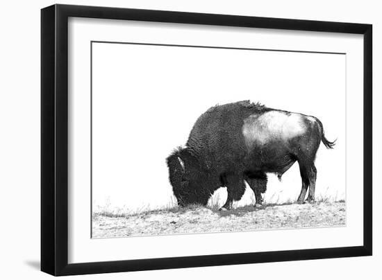 Line Art/Pen and Ink Illustration Style Image of American Bison (Buffalo) Skylined on a Ridge Again-photographhunter-Framed Photographic Print