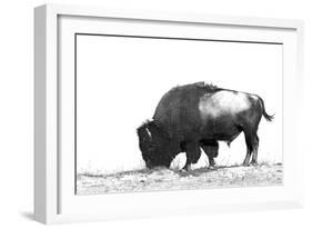 Line Art/Pen and Ink Illustration Style Image of American Bison (Buffalo) Skylined on a Ridge Again-photographhunter-Framed Photographic Print