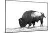 Line Art/Pen and Ink Illustration Style Image of American Bison (Buffalo) Skylined on a Ridge Again-photographhunter-Mounted Photographic Print