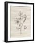 Line Butterfly-Yvette St. Amant-Framed Art Print