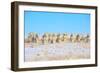 Line Em Up Rams-Amanda Lee Smith-Framed Photographic Print