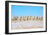 Line Em Up Rams-Amanda Lee Smith-Framed Photographic Print