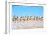 Line Em Up Rams-Amanda Lee Smith-Framed Photographic Print