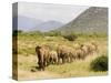 Line of African Elephants (Loxodonta Africana), Samburu National Reserve, Kenya, East Africa-James Hager-Stretched Canvas