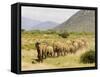 Line of African Elephants (Loxodonta Africana), Samburu National Reserve, Kenya, East Africa-James Hager-Framed Stretched Canvas