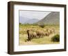 Line of African Elephants (Loxodonta Africana), Samburu National Reserve, Kenya, East Africa-James Hager-Framed Photographic Print