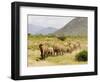 Line of African Elephants (Loxodonta Africana), Samburu National Reserve, Kenya, East Africa-James Hager-Framed Photographic Print