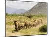 Line of African Elephants (Loxodonta Africana), Samburu National Reserve, Kenya, East Africa-James Hager-Mounted Photographic Print