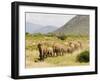 Line of African Elephants (Loxodonta Africana), Samburu National Reserve, Kenya, East Africa-James Hager-Framed Photographic Print