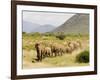 Line of African Elephants (Loxodonta Africana), Samburu National Reserve, Kenya, East Africa-James Hager-Framed Photographic Print