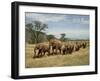 Line of African Elephants (Loxodonta Africana), Samburu National Reserve, Kenya, East Africa-James Hager-Framed Photographic Print