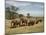 Line of African Elephants (Loxodonta Africana), Samburu National Reserve, Kenya, East Africa-James Hager-Mounted Photographic Print