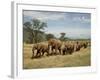 Line of African Elephants (Loxodonta Africana), Samburu National Reserve, Kenya, East Africa-James Hager-Framed Photographic Print