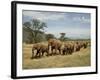 Line of African Elephants (Loxodonta Africana), Samburu National Reserve, Kenya, East Africa-James Hager-Framed Photographic Print