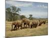 Line of African Elephants (Loxodonta Africana), Samburu National Reserve, Kenya, East Africa-James Hager-Mounted Photographic Print