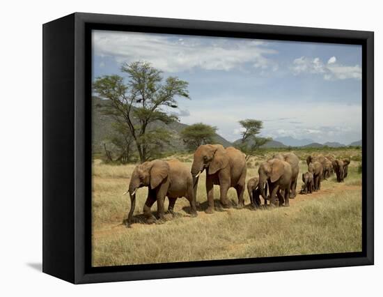 Line of African Elephants (Loxodonta Africana), Samburu National Reserve, Kenya, East Africa-James Hager-Framed Stretched Canvas