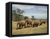 Line of African Elephants (Loxodonta Africana), Samburu National Reserve, Kenya, East Africa-James Hager-Framed Stretched Canvas