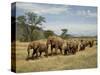 Line of African Elephants (Loxodonta Africana), Samburu National Reserve, Kenya, East Africa-James Hager-Stretched Canvas