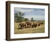 Line of African Elephants (Loxodonta Africana), Samburu National Reserve, Kenya, East Africa-James Hager-Framed Photographic Print