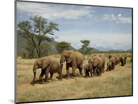 Line of African Elephants (Loxodonta Africana), Samburu National Reserve, Kenya, East Africa-James Hager-Mounted Photographic Print