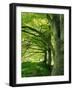 Line of Beech Trees in a Wood in Spring-Lightfoot Jeremy-Framed Photographic Print