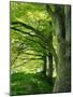 Line of Beech Trees in a Wood in Spring-Lightfoot Jeremy-Mounted Photographic Print