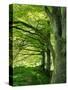 Line of Beech Trees in a Wood in Spring-Lightfoot Jeremy-Stretched Canvas