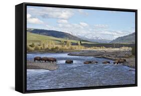 Line of Bison (Bison Bison) Crossing the Lamar River-James Hager-Framed Stretched Canvas