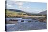 Line of Bison (Bison Bison) Crossing the Lamar River-James Hager-Stretched Canvas