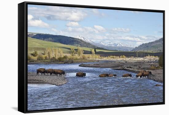 Line of Bison (Bison Bison) Crossing the Lamar River-James Hager-Framed Stretched Canvas