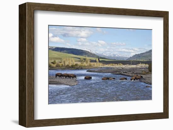 Line of Bison (Bison Bison) Crossing the Lamar River-James Hager-Framed Photographic Print