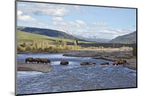 Line of Bison (Bison Bison) Crossing the Lamar River-James Hager-Mounted Photographic Print