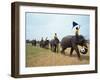 Line of Elephants in a Soccer Team During November Elephant Round-Up Festival, Surin City, Thailand-Alain Evrard-Framed Photographic Print