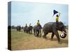 Line of Elephants in a Soccer Team During November Elephant Round-Up Festival, Surin City, Thailand-Alain Evrard-Stretched Canvas