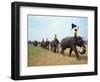 Line of Elephants in a Soccer Team During November Elephant Round-Up Festival, Surin City, Thailand-Alain Evrard-Framed Photographic Print