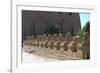 Line of Ram-Headed Sphinxes, Temple of Rameses Ii, Karnak, Egypt, 13th Century Bc-null-Framed Photographic Print