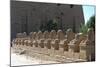 Line of Ram-Headed Sphinxes, Temple of Rameses Ii, Karnak, Egypt, 13th Century Bc-null-Mounted Photographic Print