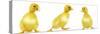 Line of Three Ducklings-null-Stretched Canvas