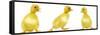 Line of Three Ducklings-null-Framed Stretched Canvas